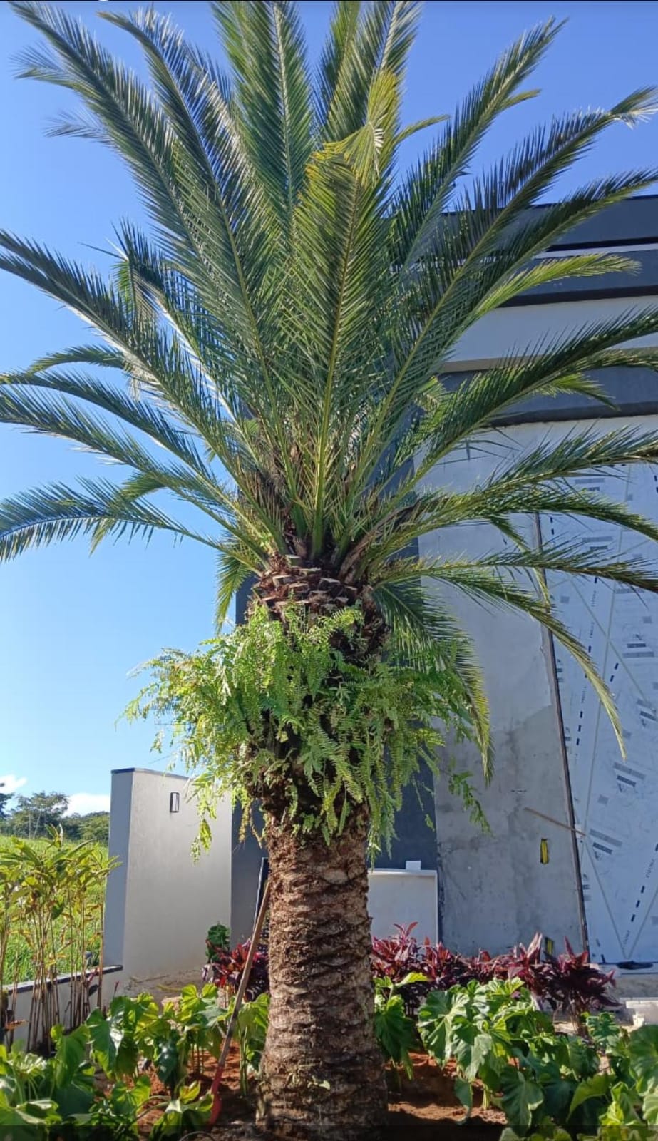 Palmeira ornamental em jardim residencial